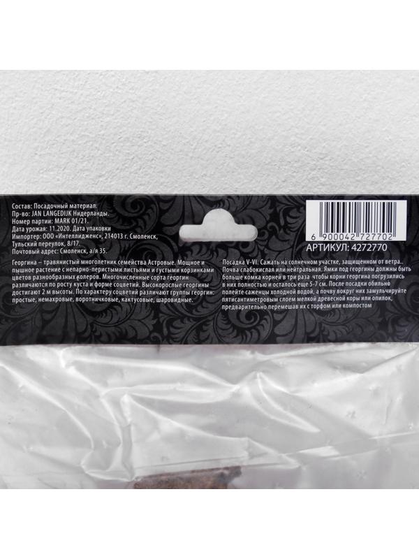 Георгина декоративная 