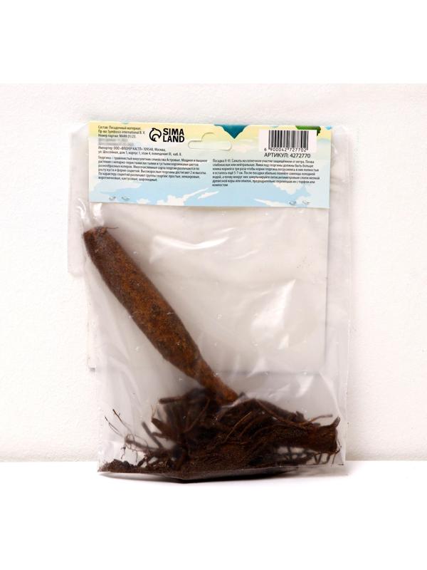 Георгина декоративная 