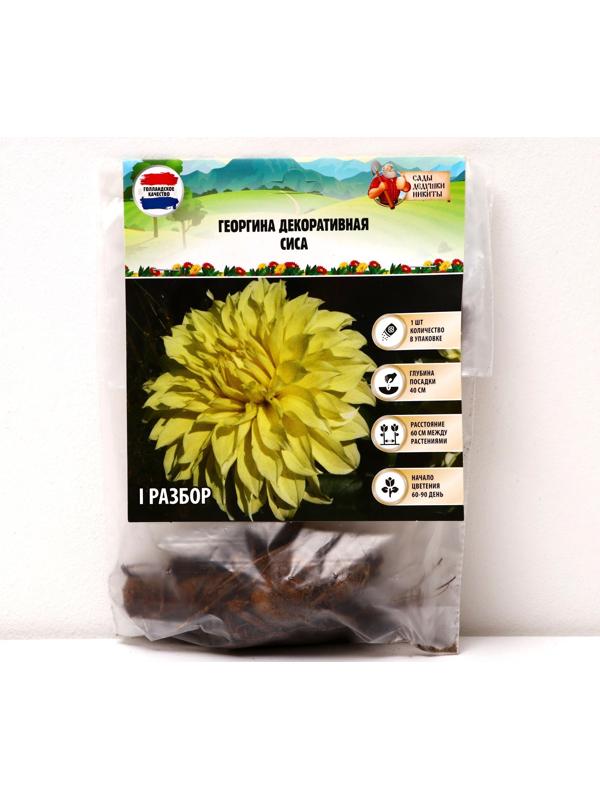 Георгина декоративная 