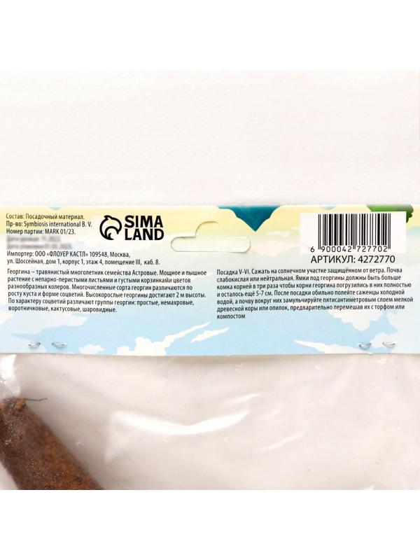 Георгина декоративная 