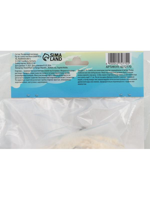 Георгина декоративная 