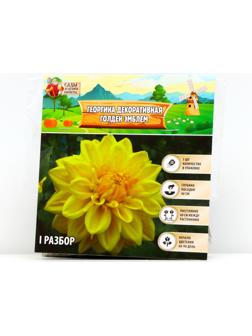 Георгина декоративная 