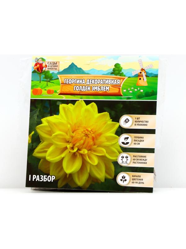 Георгина декоративная 