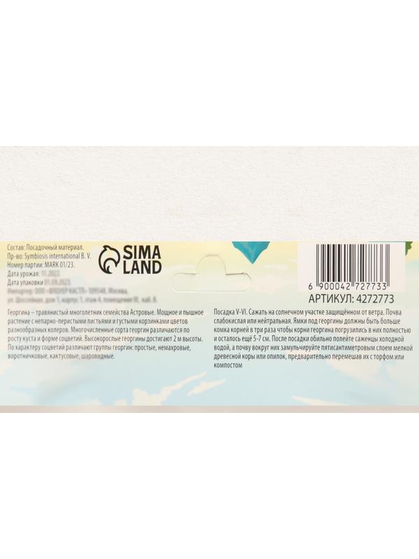 Георгина декоративная 