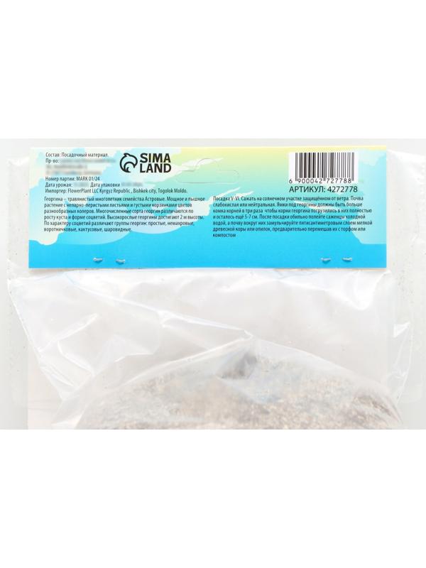 Георгина декоративная 