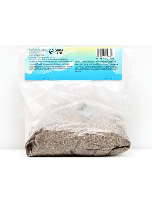 Георгина декоративная 