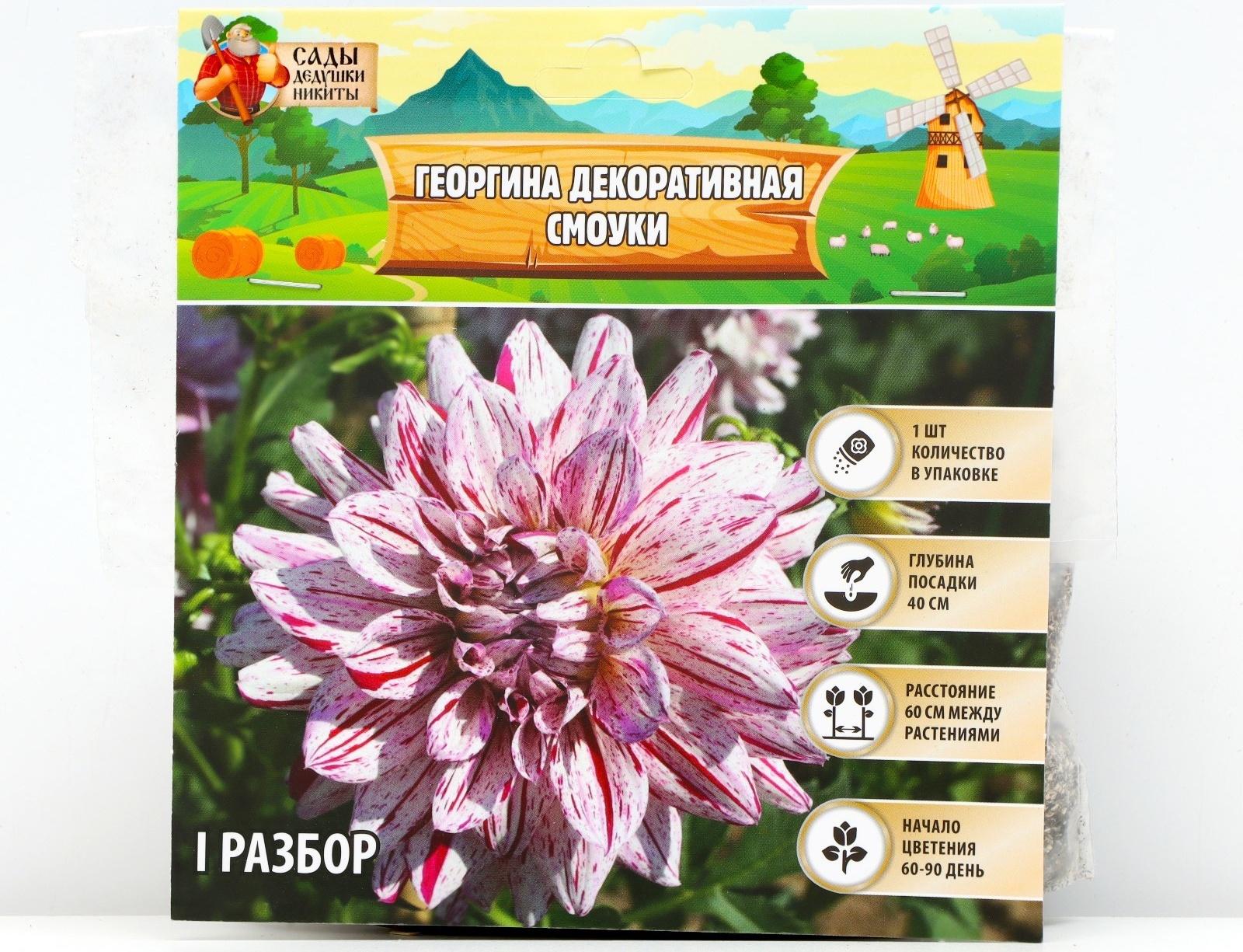 Георгина декоративная 