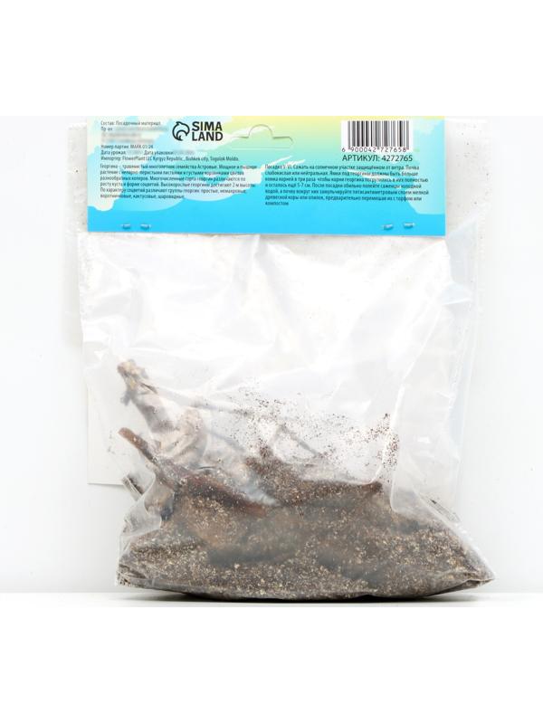 Георгина декоративная 