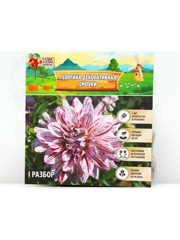 Георгина декоративная 