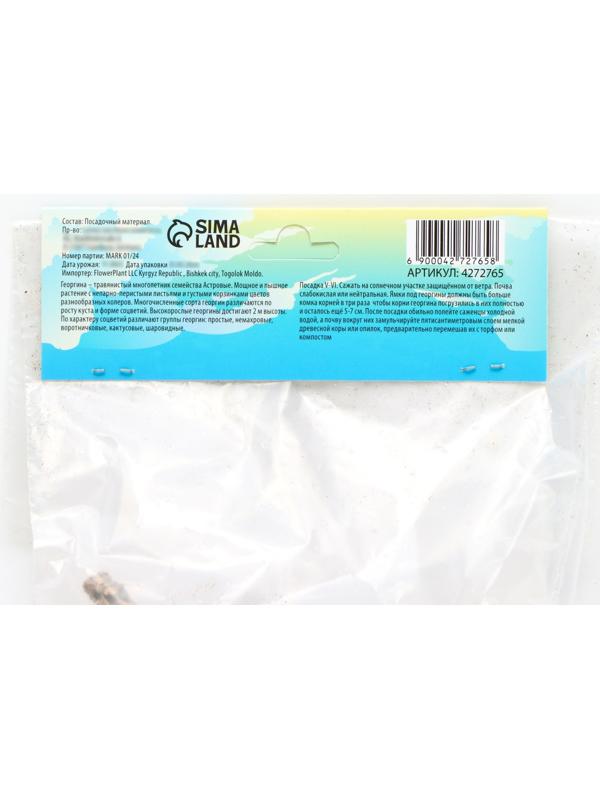 Георгина декоративная 