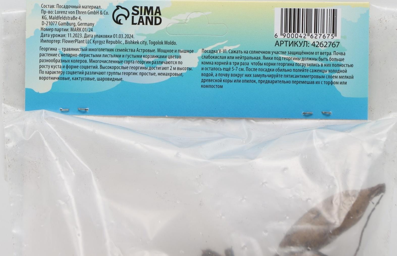 Георгина Помпонная 