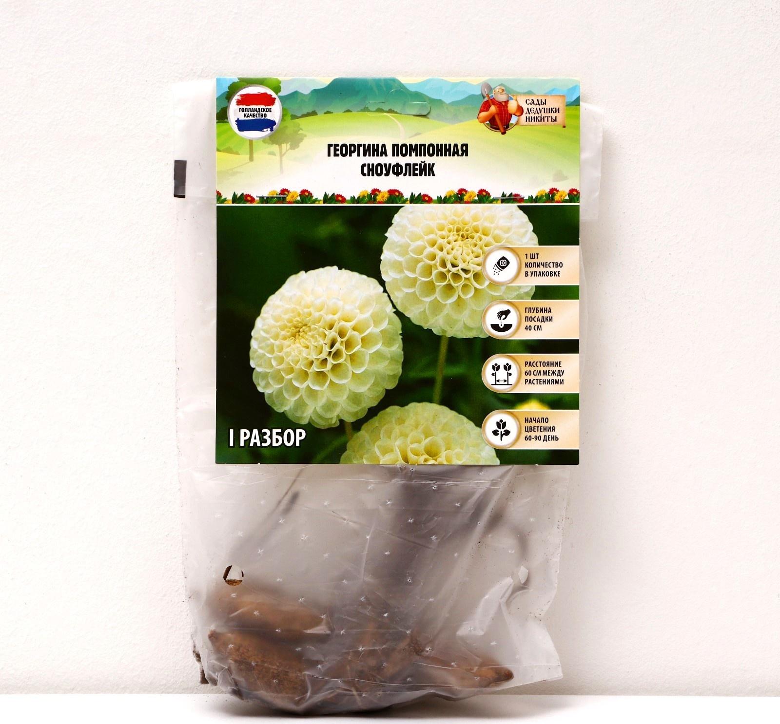 Георгина Помпонная 