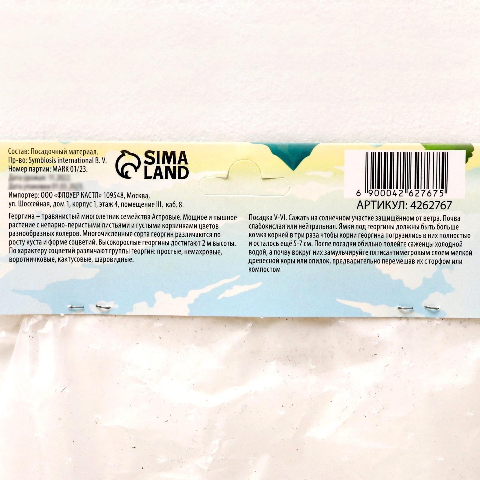 Георгина Помпонная 