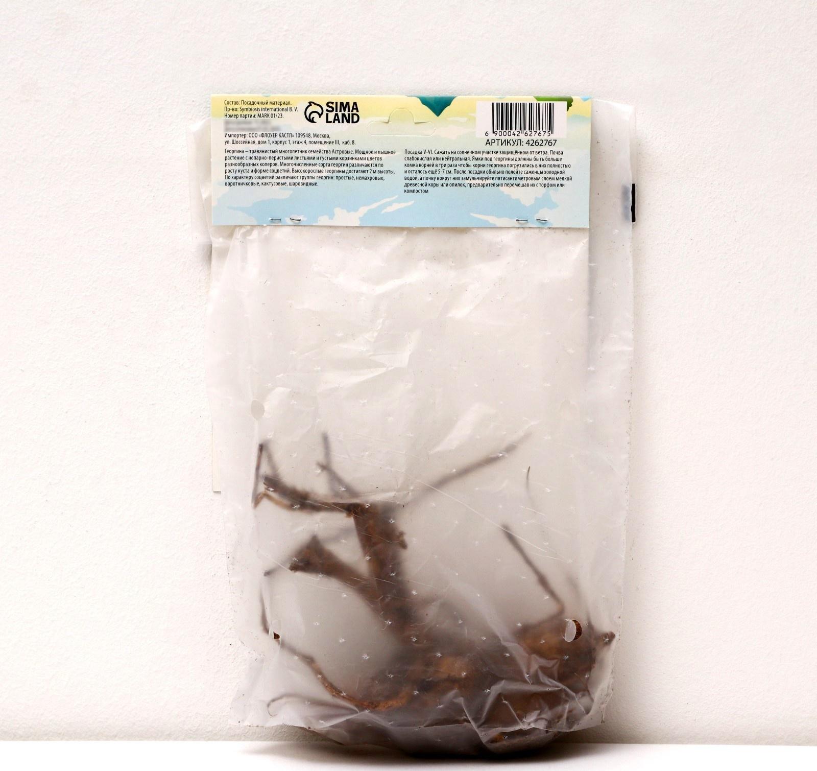 Георгина Помпонная 