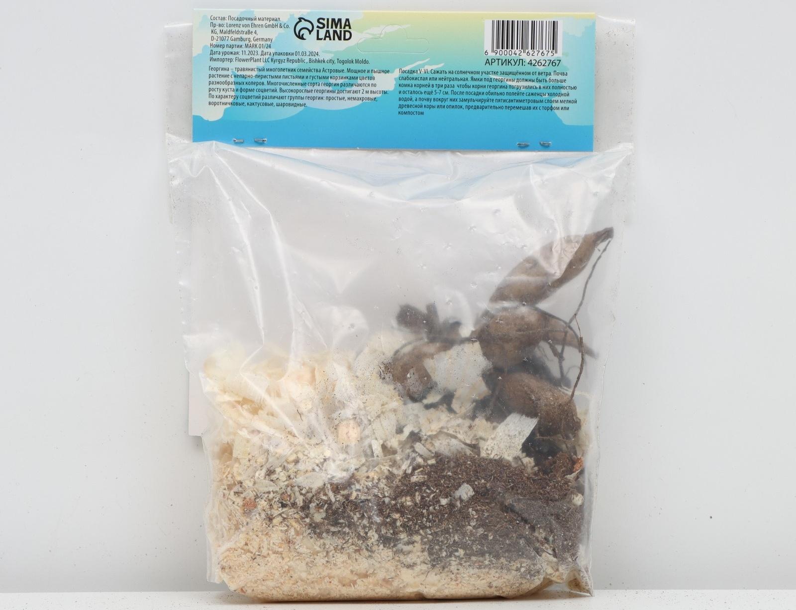 Георгина Помпонная 