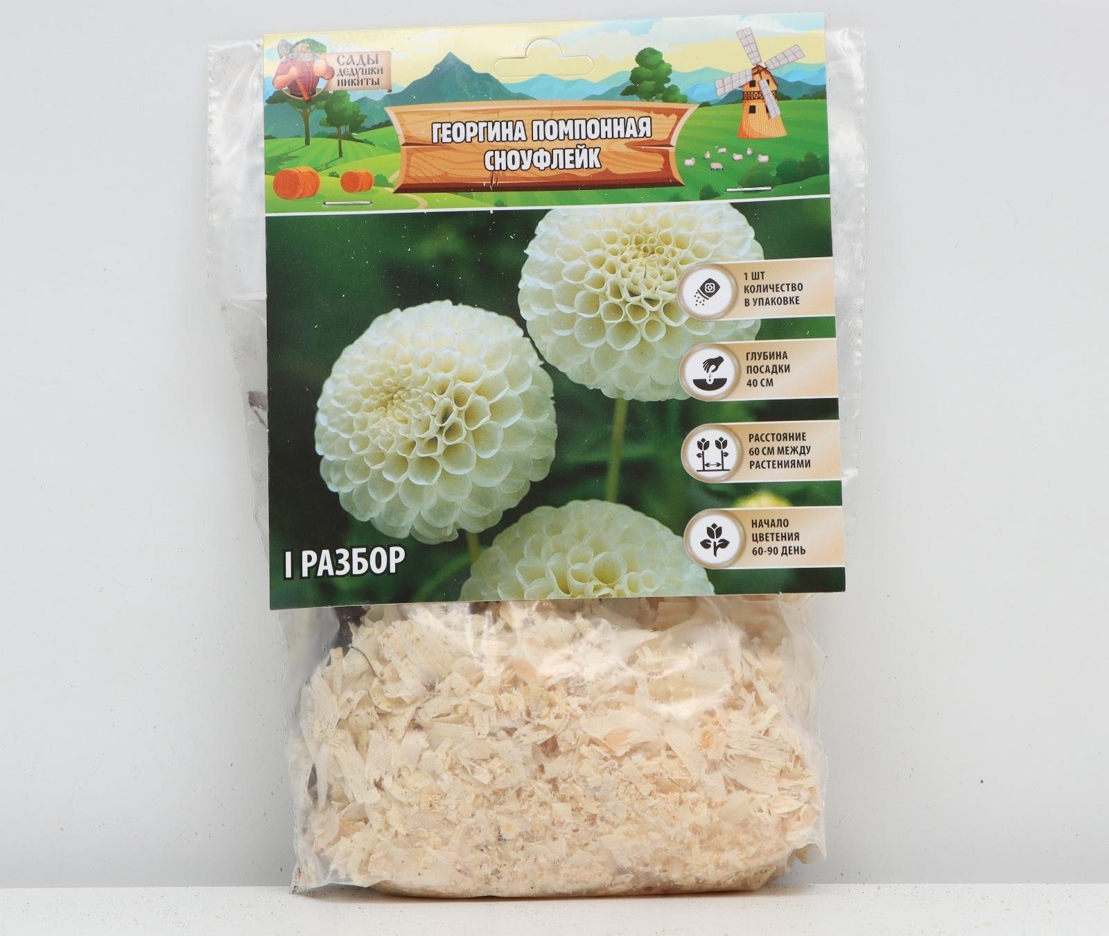 Георгина Помпонная 