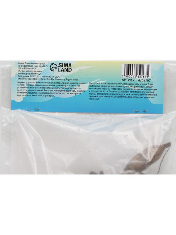 Георгина Помпонная 