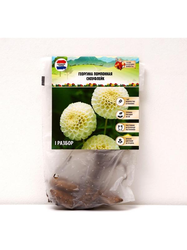 Георгина Помпонная 