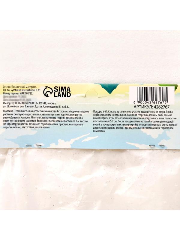 Георгина Помпонная 