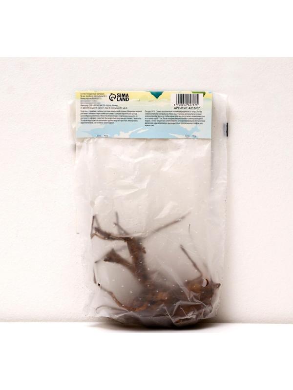 Георгина Помпонная 