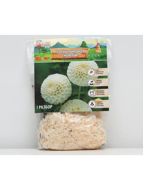 Георгина Помпонная 