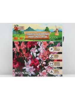 Гладиолус Низкорослый (мини) смесь сортов р-р 10/+ , 7 шт, Весна 2024