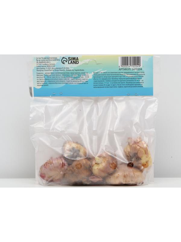 Гладиолус Низкорослый (мини) смесь сортов р-р 10/+ , 7 шт, Весна 2024