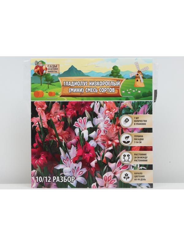 Гладиолус Низкорослый (мини) смесь сортов р-р 10/+ , 7 шт, Весна 2024