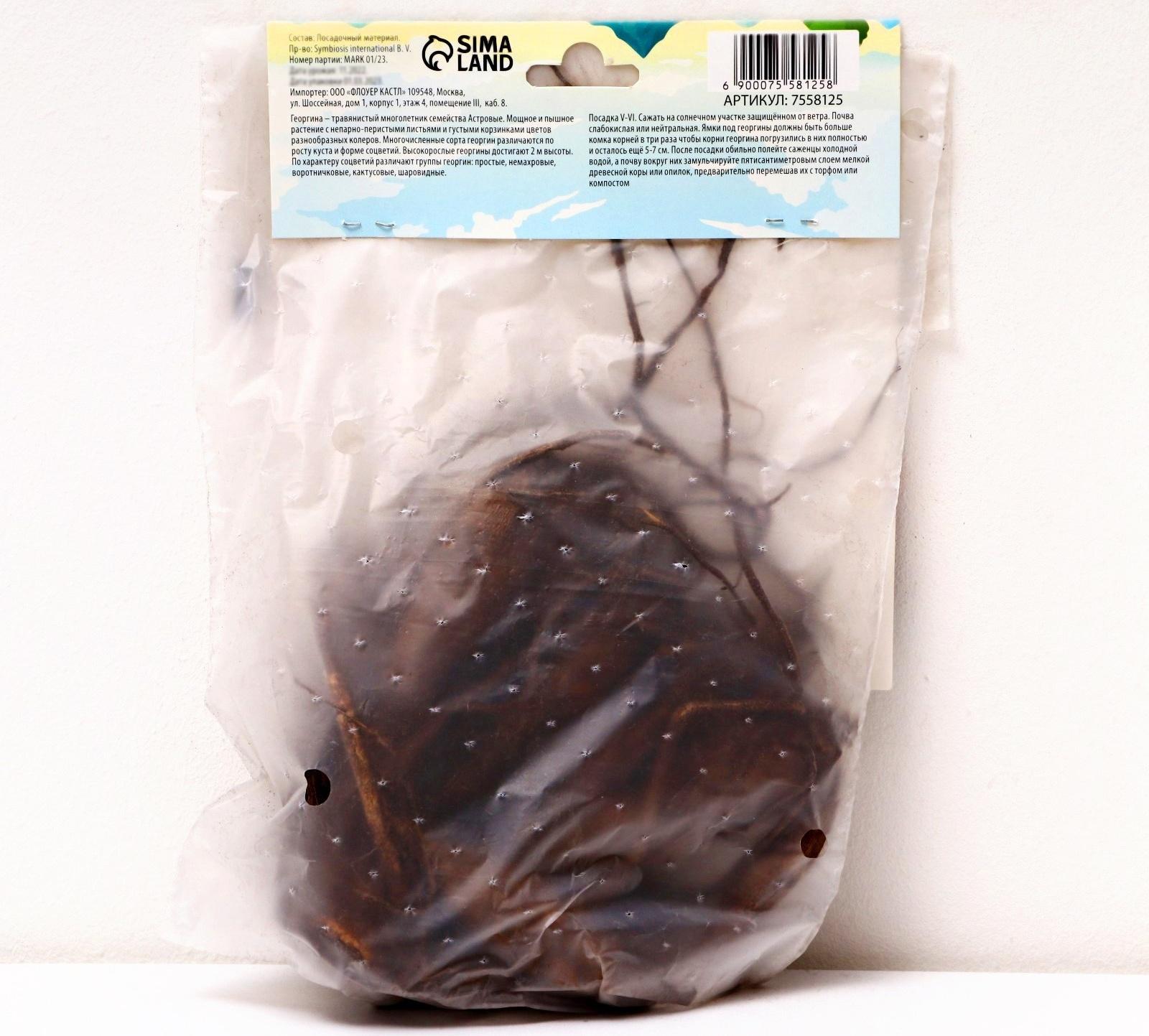 Георгина декоративная 