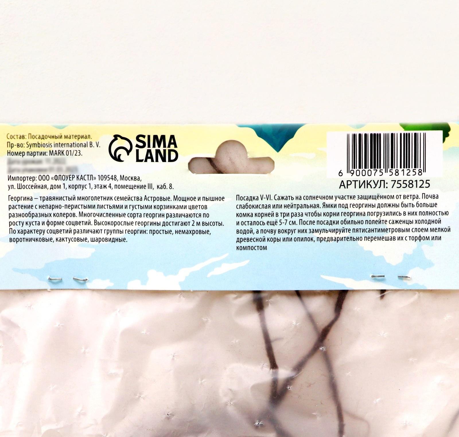 Георгина декоративная 