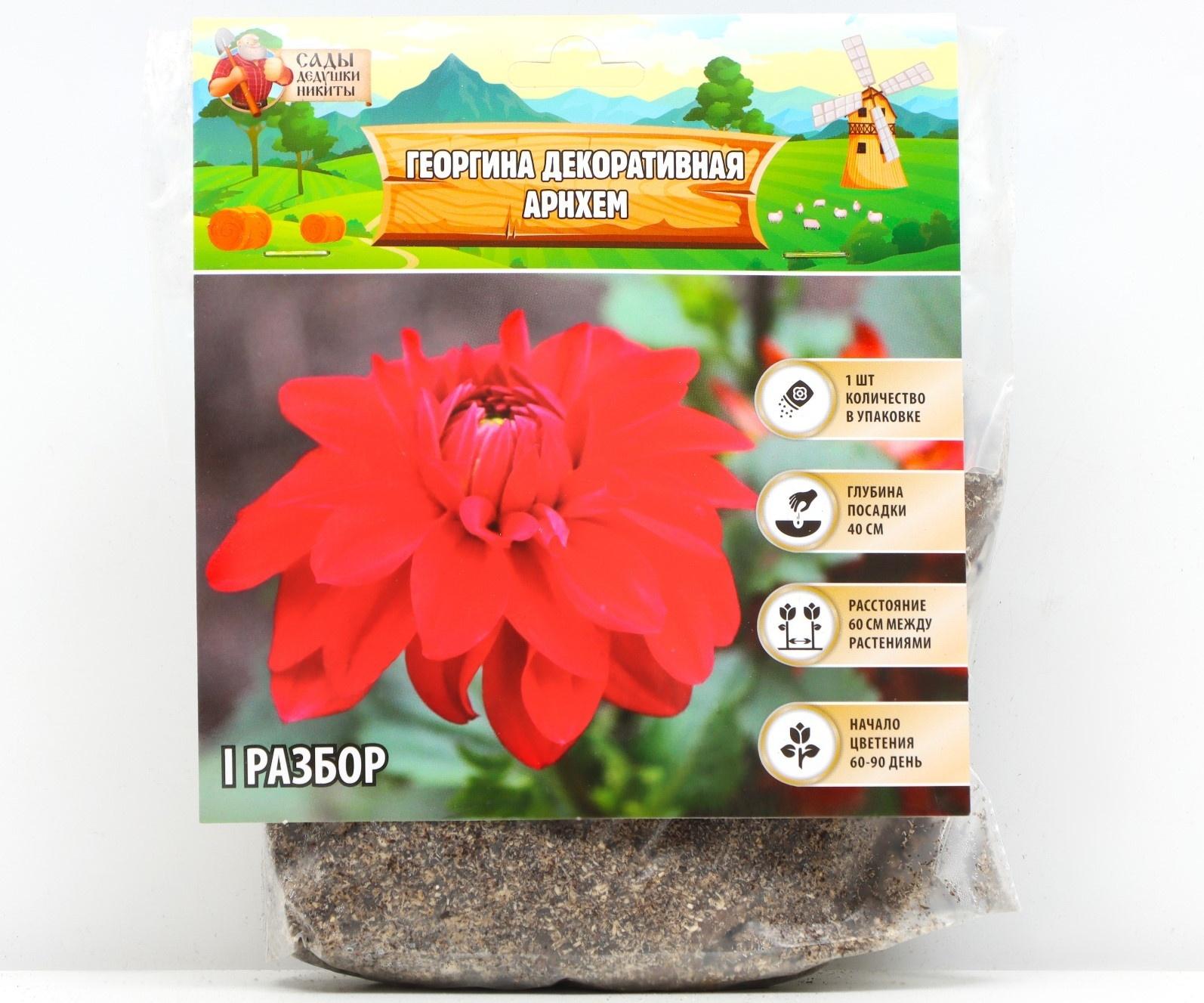 Георгина декоративная 