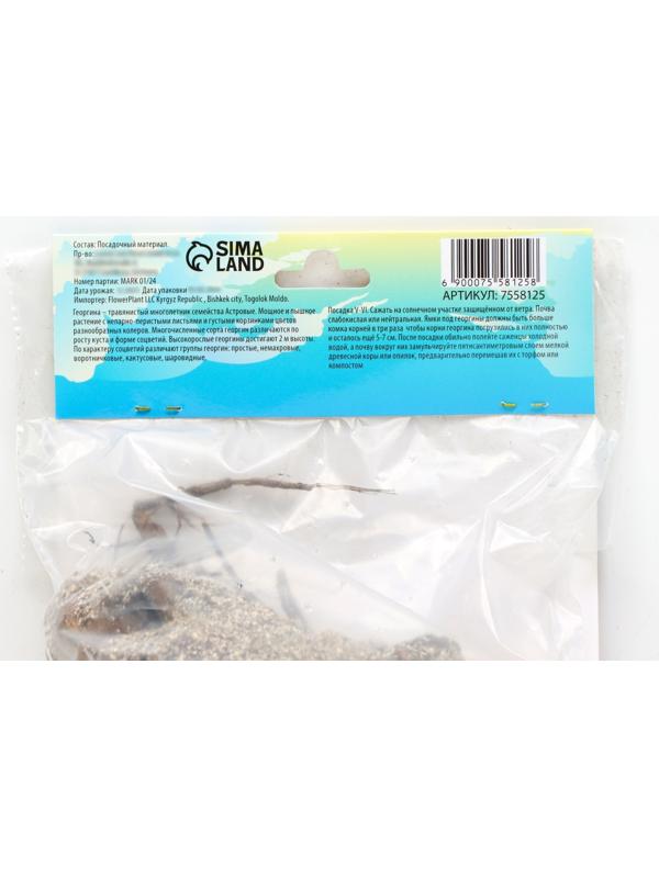 Георгина декоративная 