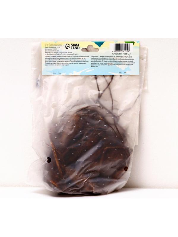 Георгина декоративная 