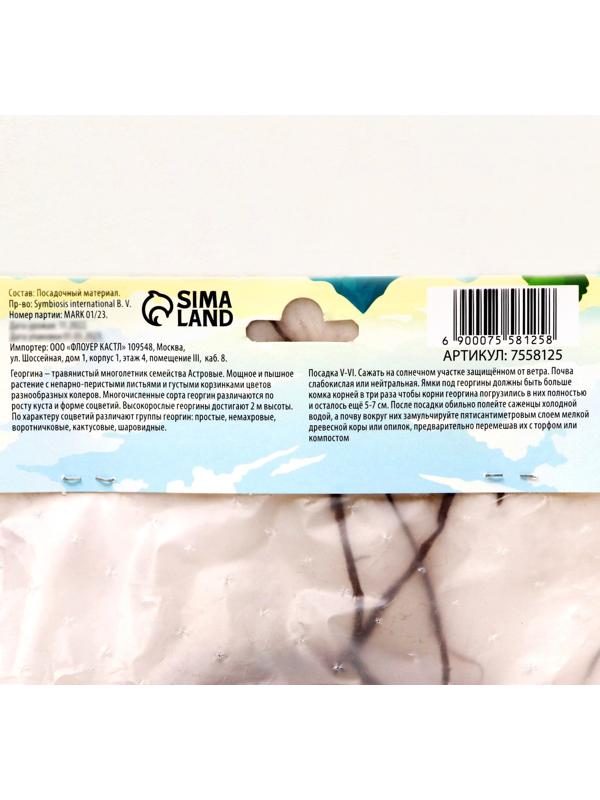 Георгина декоративная 