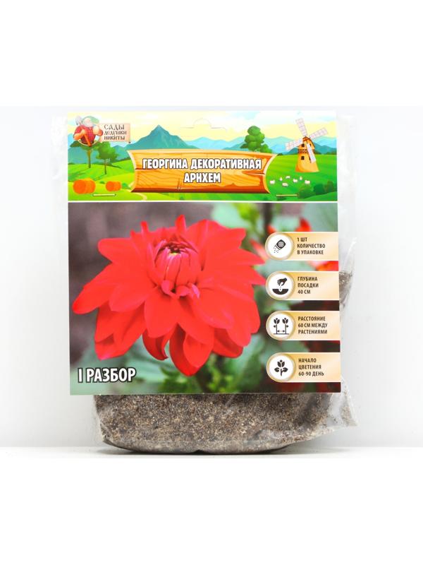 Георгина декоративная 