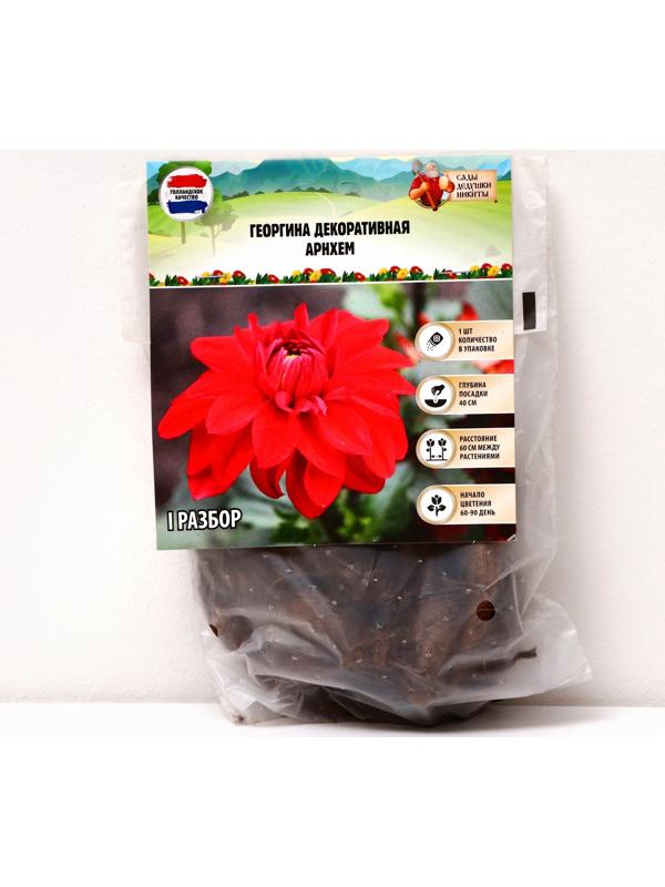 Георгина декоративная 