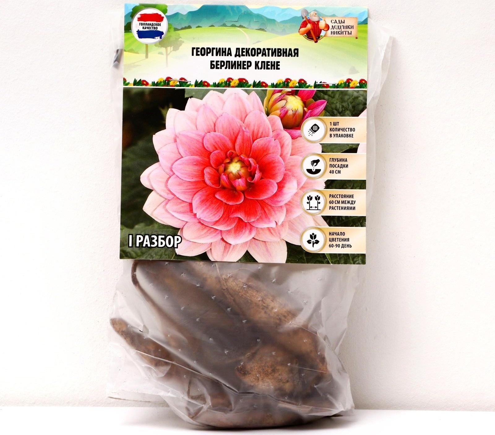 Георгина декоративная 