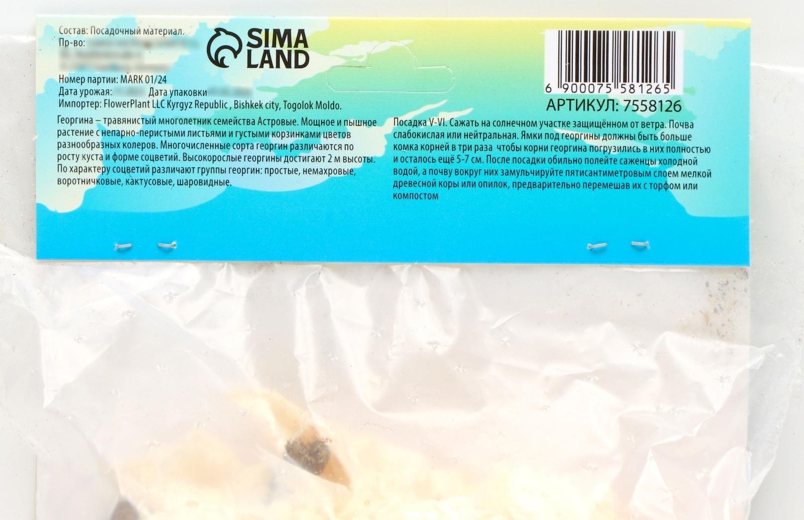 Георгина декоративная 