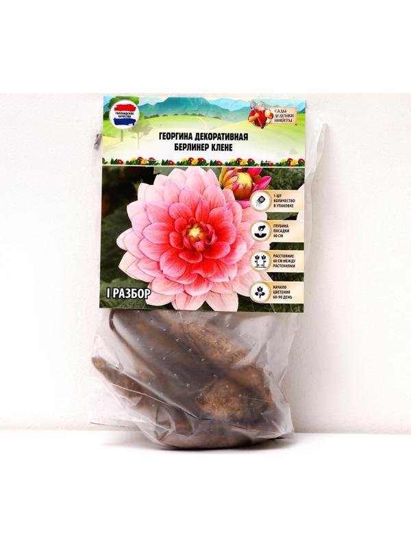 Георгина декоративная 