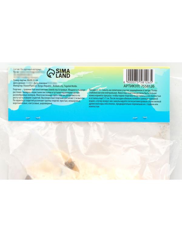 Георгина декоративная 