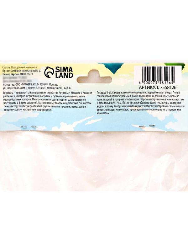 Георгина декоративная 