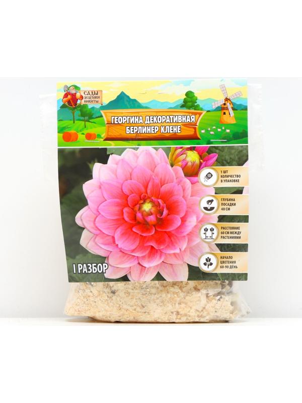 Георгина декоративная 