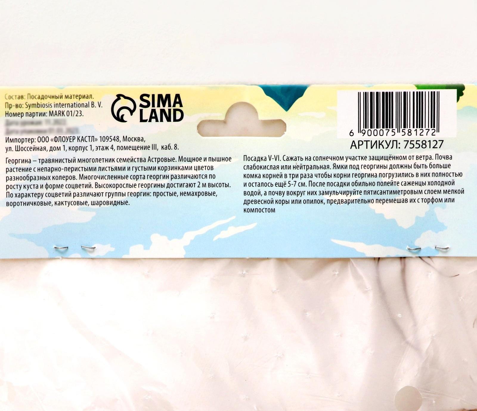 Георгина полукактусовая 