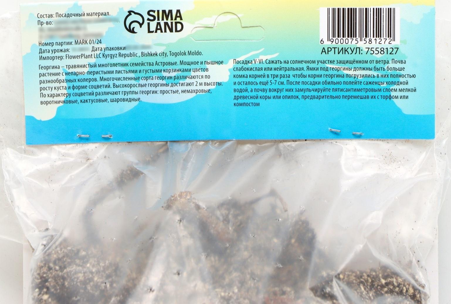 Георгина полукактусовая 