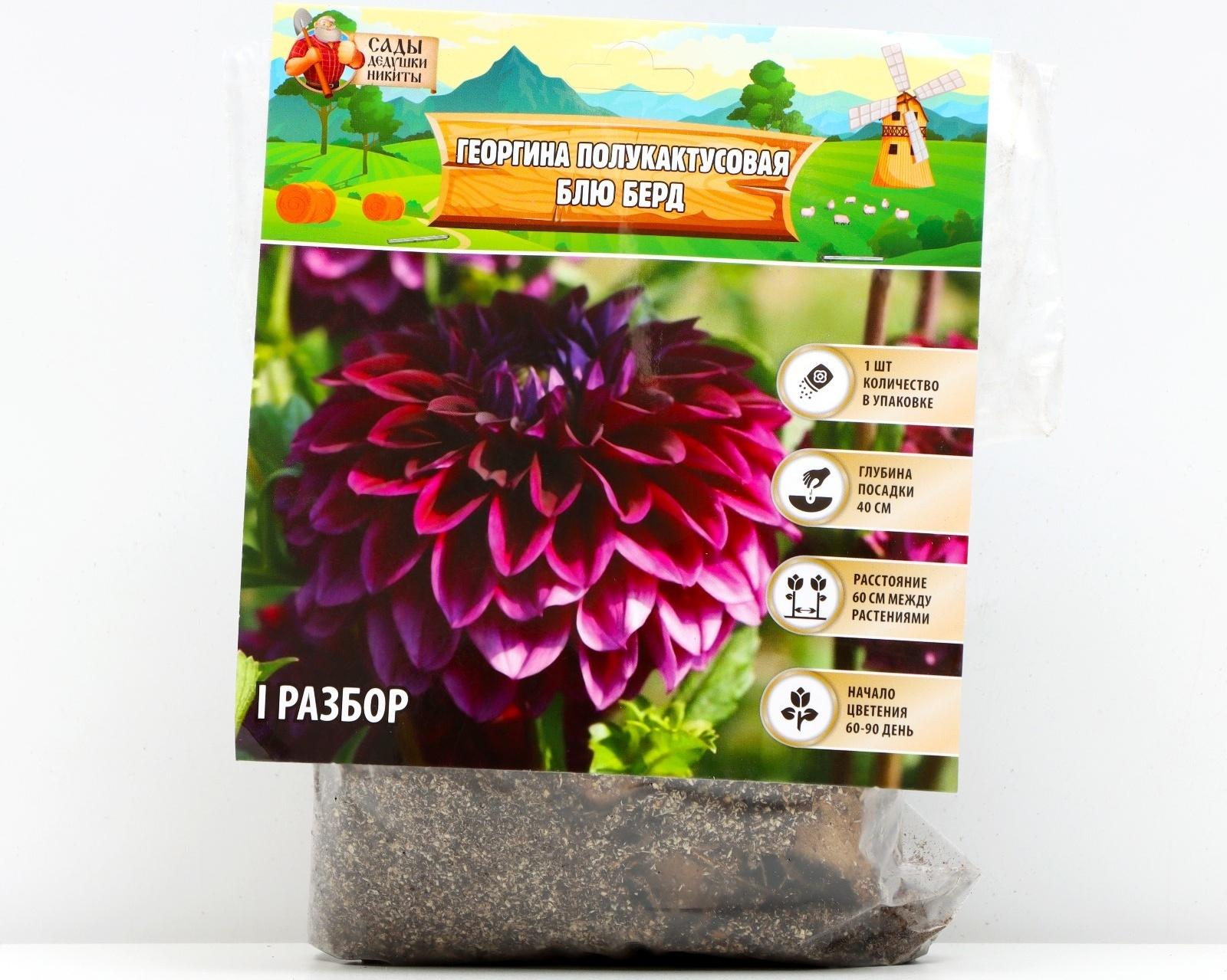 Георгина полукактусовая 