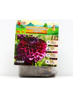 Георгина полукактусовая 