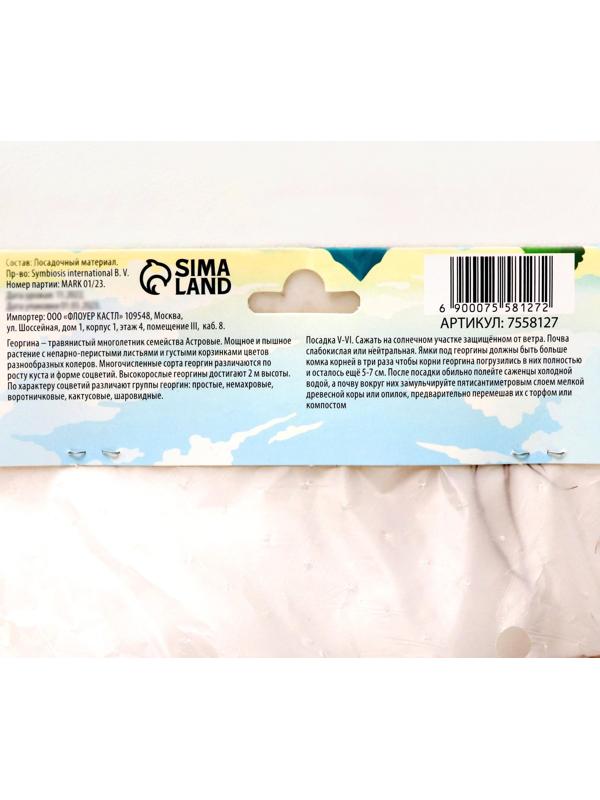 Георгина полукактусовая 