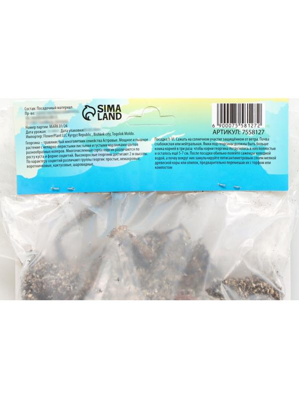 Георгина полукактусовая 