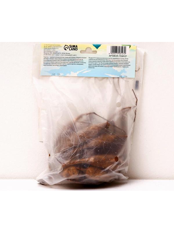 Георгина полукактусовая 