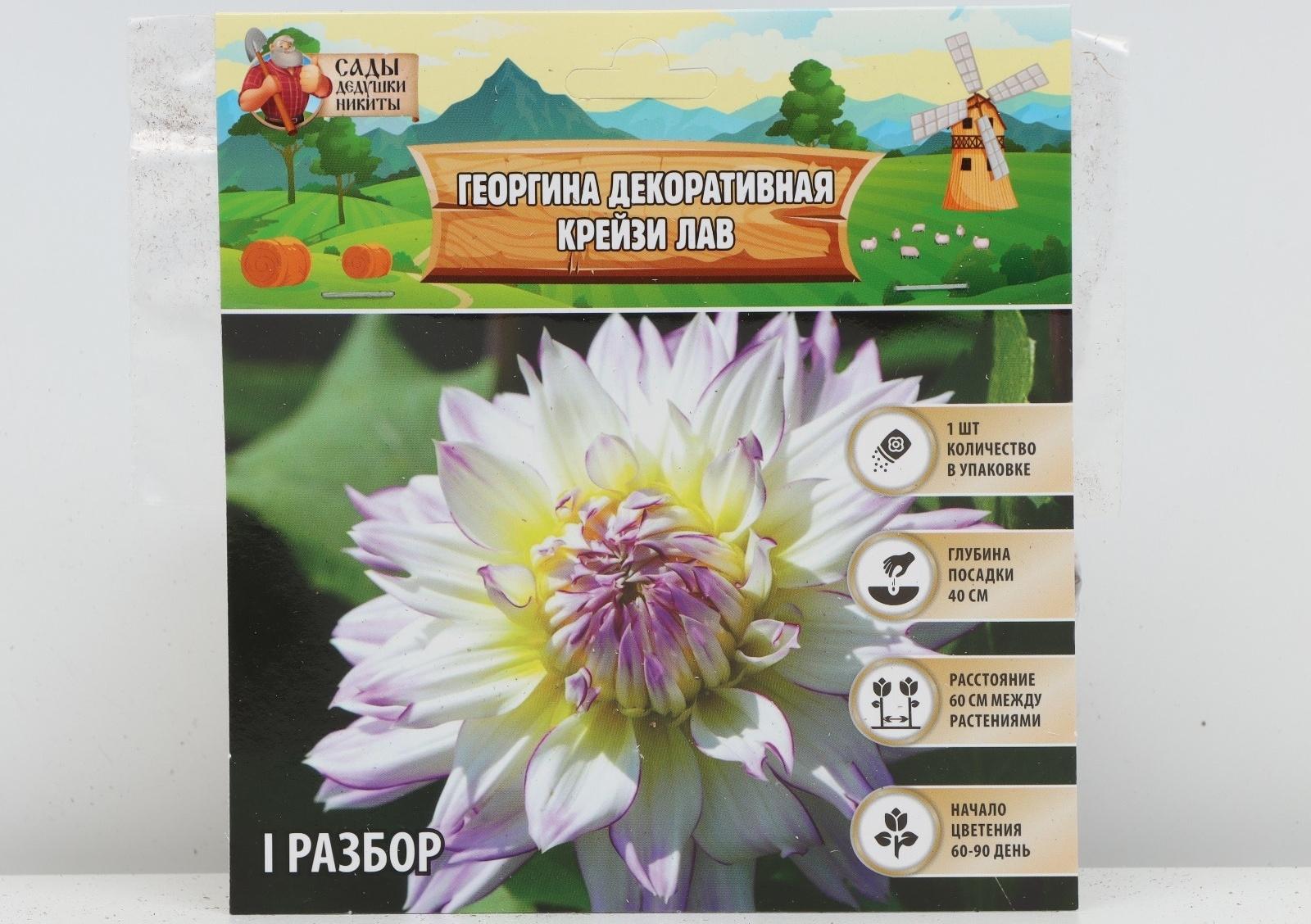 Георгина декоративная 